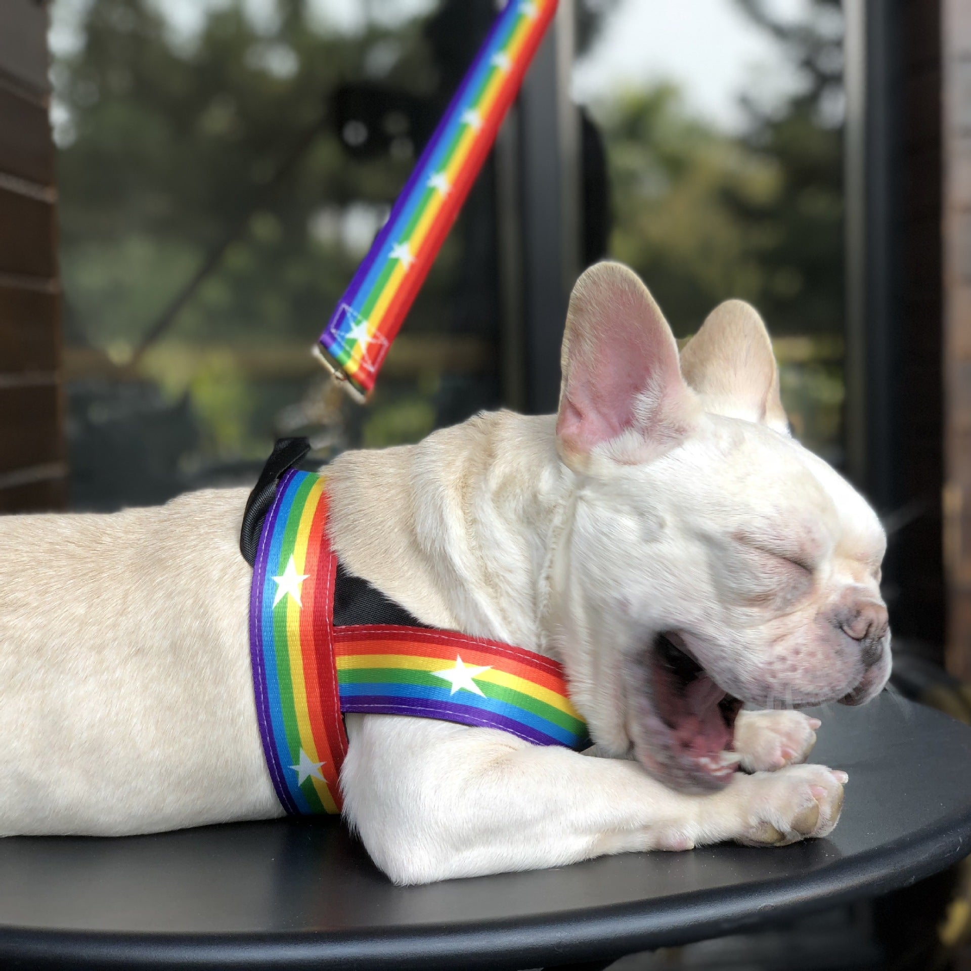 Rainbow Cool Pet Chain Leash For Stylish Walks