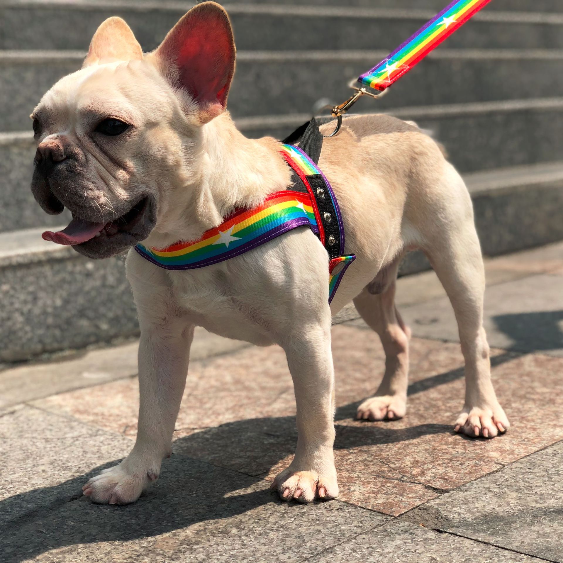 Rainbow Cool Pet Chain Leash For Stylish Walks