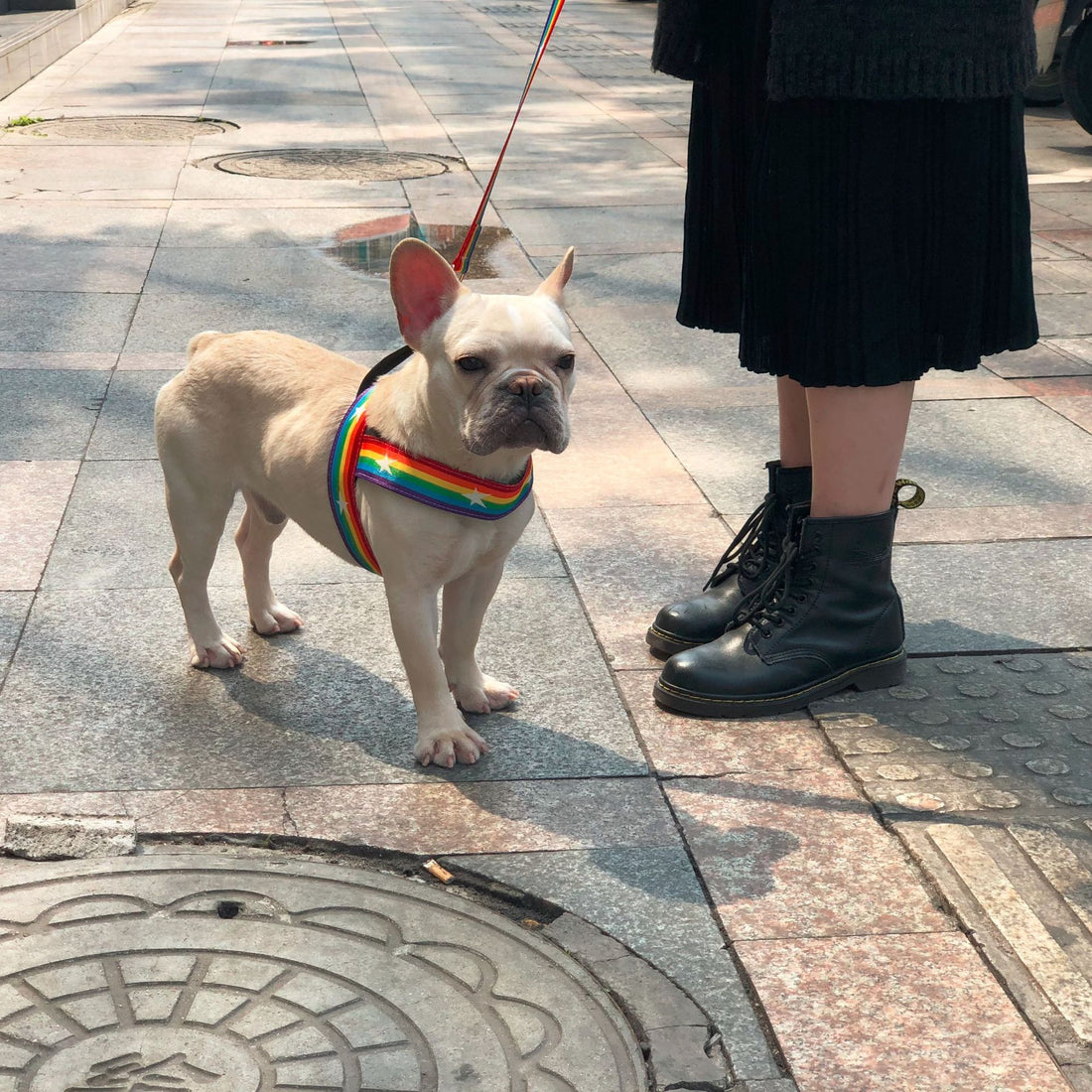 Rainbow Cool Pet Chain Leash For Stylish Walks
