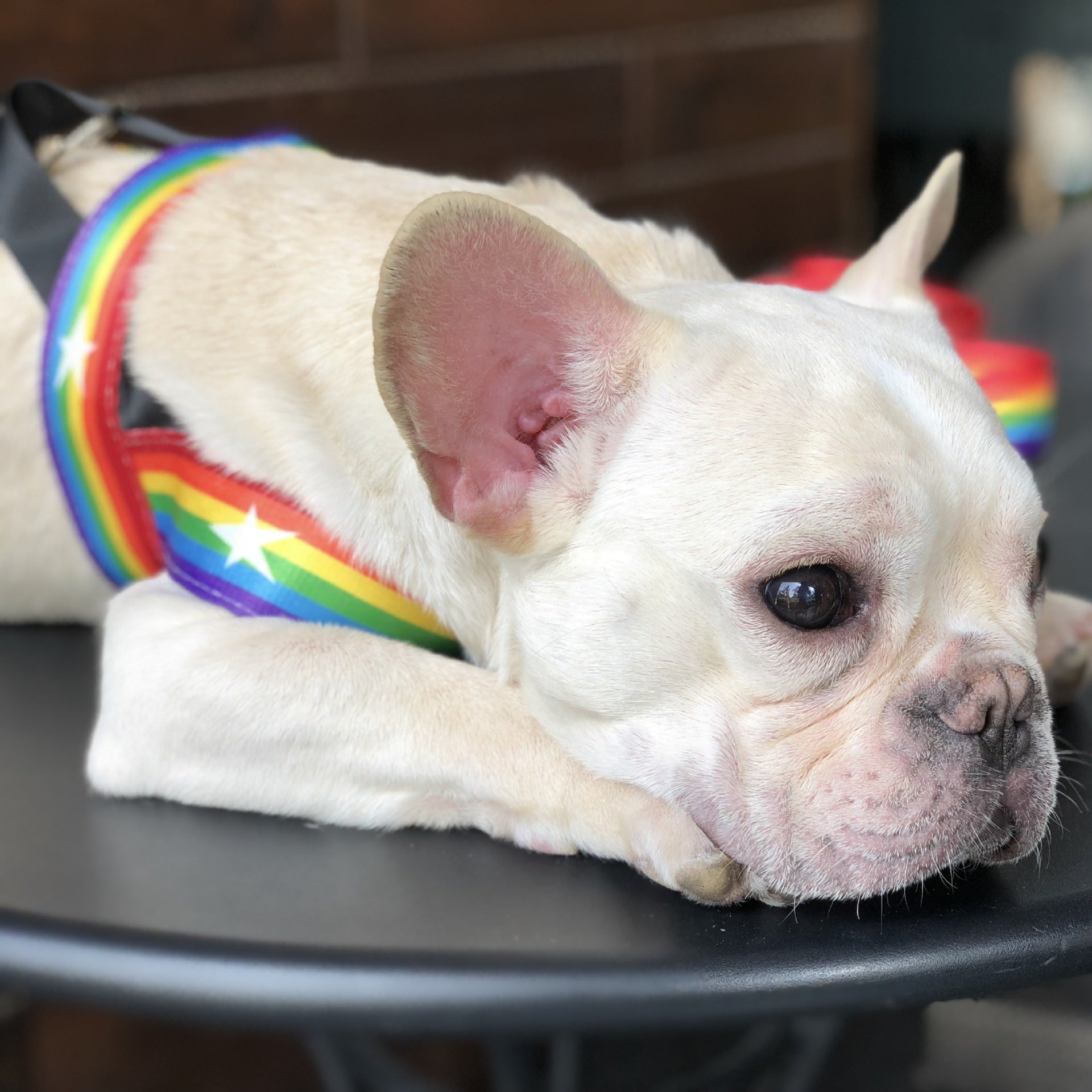 Rainbow Cool Pet Chain Leash For Stylish Walks