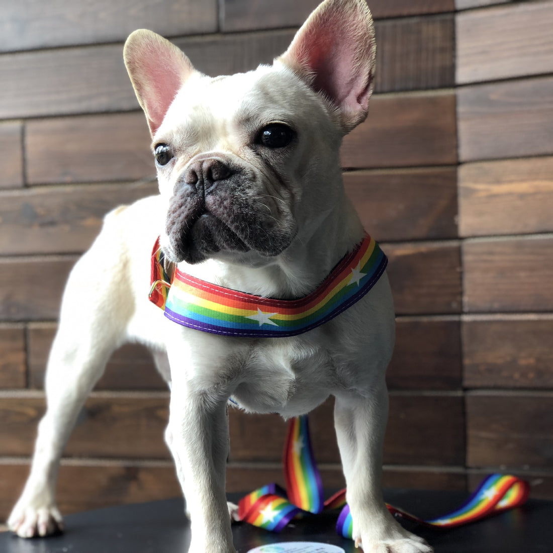 Rainbow Cool Pet Chain Leash For Stylish Walks