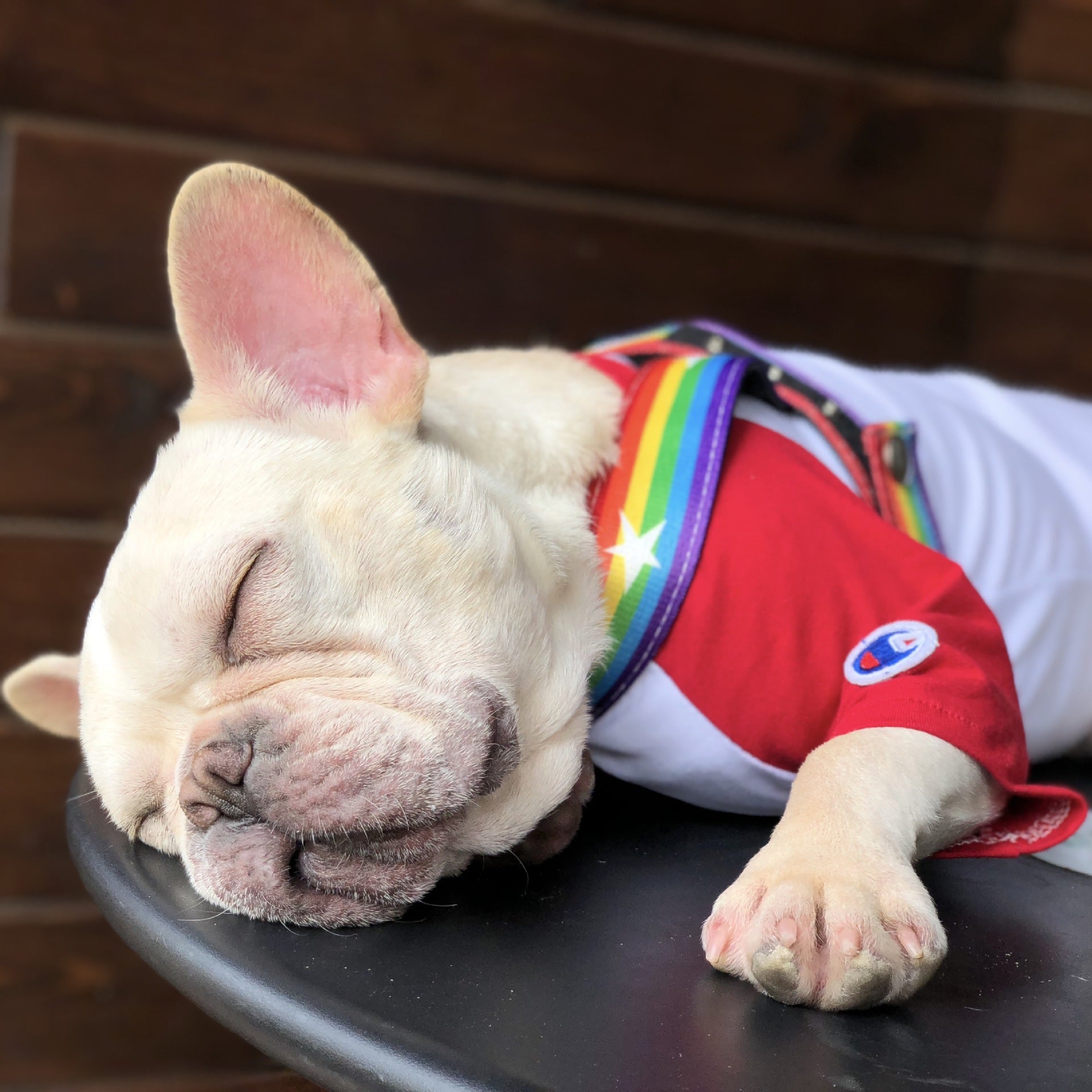Rainbow Cool Pet Chain Leash For Stylish Walks