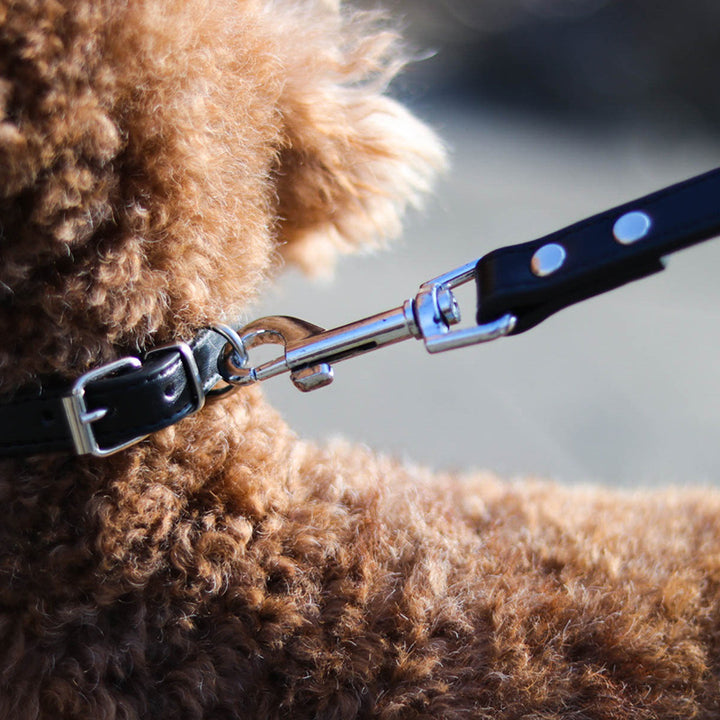 Pet Leash Collar Set For Secure Daily Walks